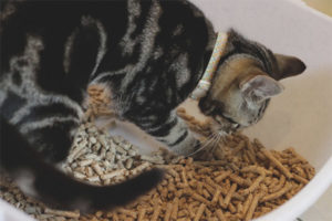 Kattunge spiser toalettfyllstoff
