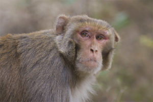 Rēzus makaka