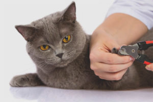 Μπορούν οι γάτες να κόψουν τα νύχια τους