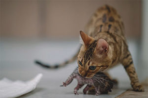 Γιατί μια γάτα δαγκώνει τα γατάκια της