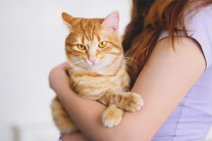 Waarom een ​​kat niet graag in haar armen zit