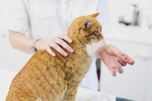 Kalmerende middelen voor katten en katten