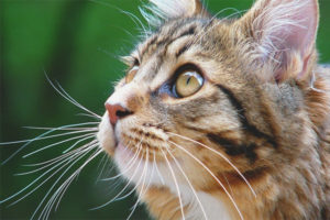 Prečo mačka a mačka potrebujú fúzy