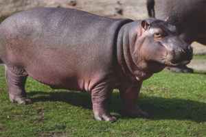 Hipopotam pigmian