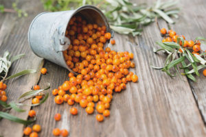 Sea buckthorn with a cold
