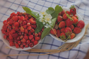 Was ist der Unterschied zwischen Erdbeeren und Erdbeeren