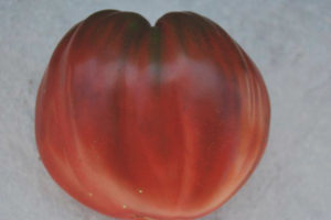 Pomidorowa czarna serce Breda