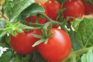Tomatentoorts