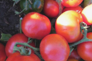 Filippok de tomate