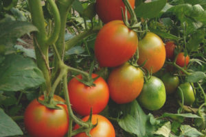 Caixa de seleção de tomate