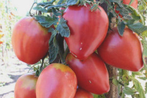 Tomate Freken Bock