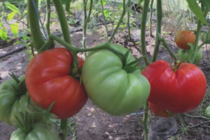 Tomate Drei dicke Männer