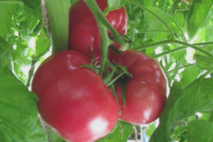 Tomato turmalín