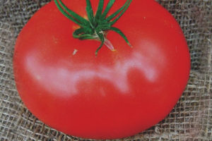 Pomidorowy As