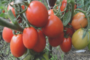 Pomidorowy Uno Rosso