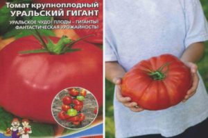Tomat Ural-kæmpe