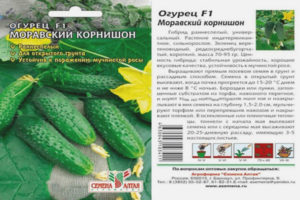 Cucumber Moravian Gherkin F1