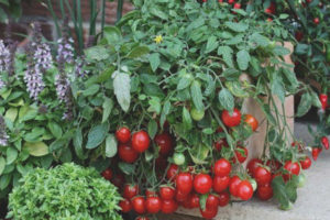 Cerrinano de tomate