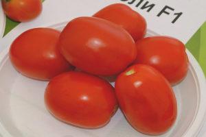 צ'יבלי עגבניות F1