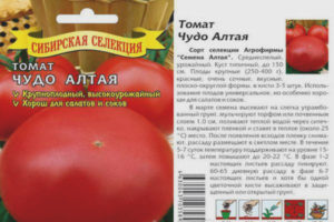 Tomato mirakel av Altai