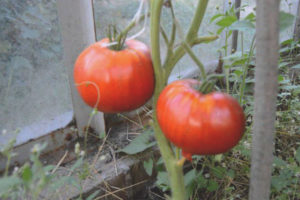 Tomato Miracle Garden