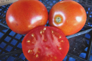 Tomate Efemèr