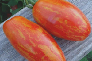 Tomaatti Sherkhan