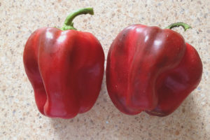 Pepper Red Miracle